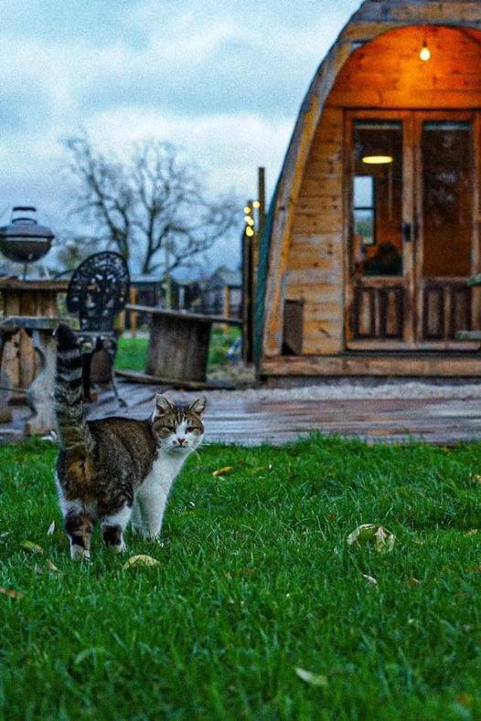 Skipbridge Farm Glamping Γιορκ Εξωτερικό φωτογραφία